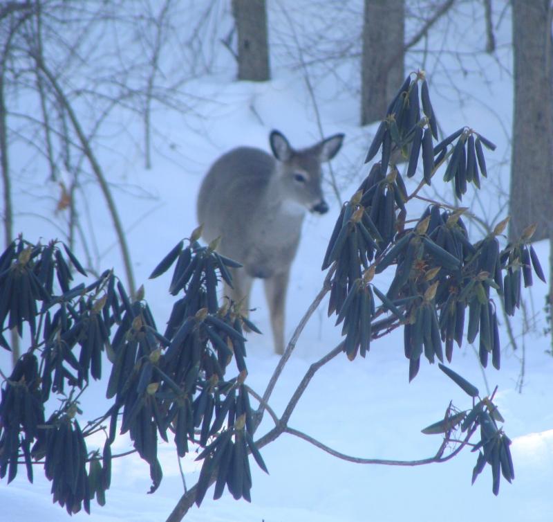 Deer will eat the buds off rhododendron