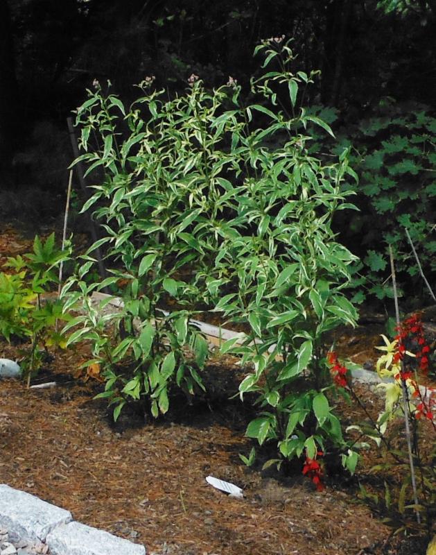 Native plants such as this eupatorium  (Joe Pye weed) are drought-tolerant yet attractive