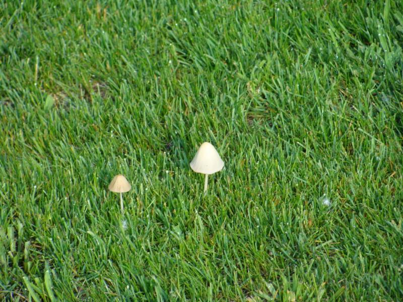 Don't be worried about mushrooms on your lawn