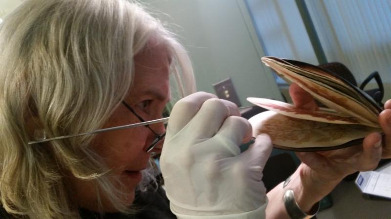 Julie McIntosh Shapiro examing a rare herbarium bound in a shell