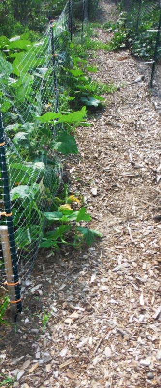 At first the squash vines were a minor problem