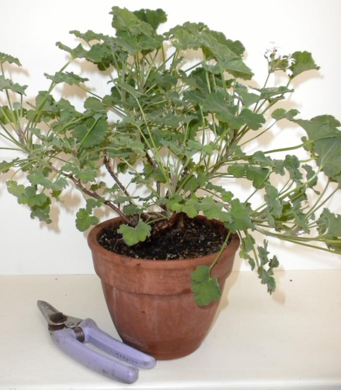 Your houseplant could win a blue ribon