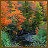 Fall Colors