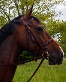 TCS Jumper Bridle