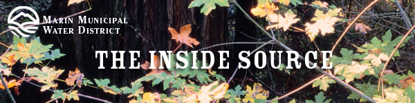 TISbnr_redwoods_oaks
