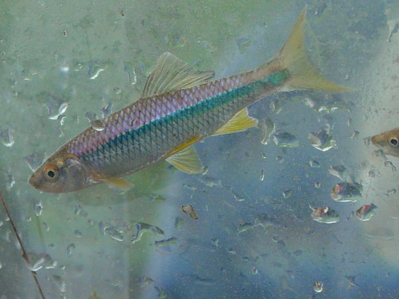 Little River Fish