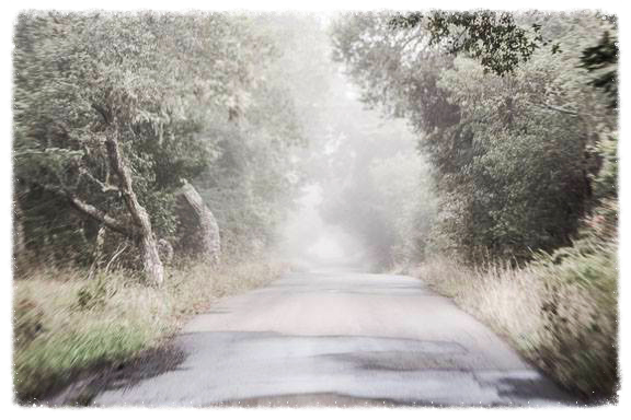 Coleman Valley Rd by Anita White