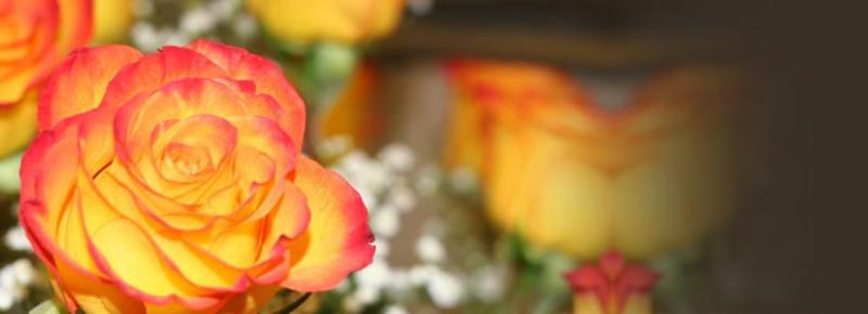 bicolored-flower.jpg