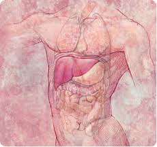 liver pic