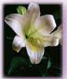 EasterMemorialLilyWebSm