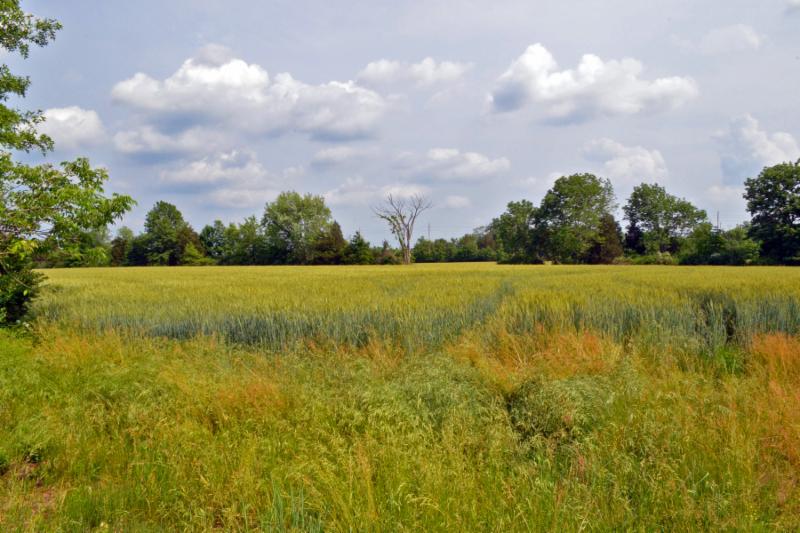 59 acres of field & forest have been preserved by Somerset County & Montgomery Twp. at Rt. 601 & Pleasantview Road