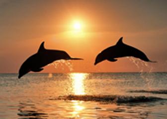 dolphins at sunset