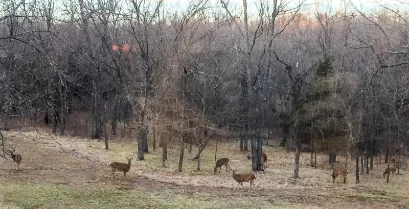 Deer at Timber Creek Retreat House 03142015