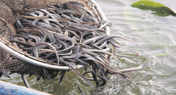 Eels in a net