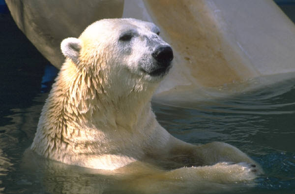 Polar Bear