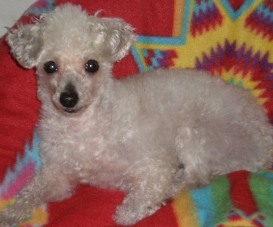 Sammy