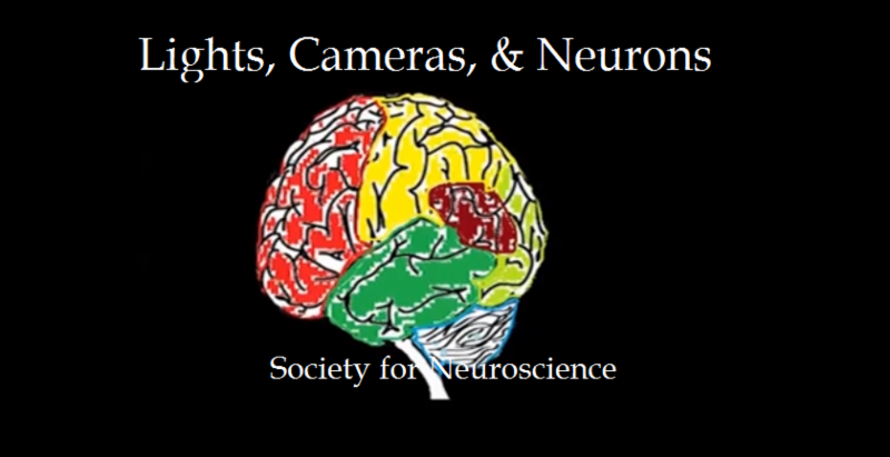 Neurons
