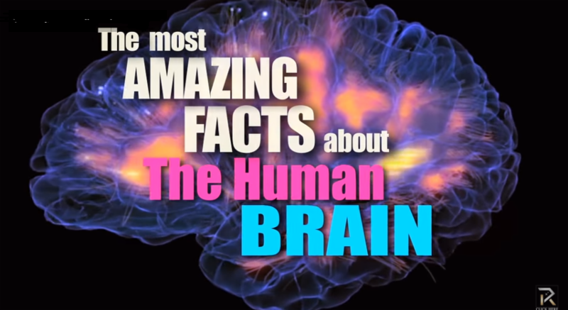 Amazing Brain Facts