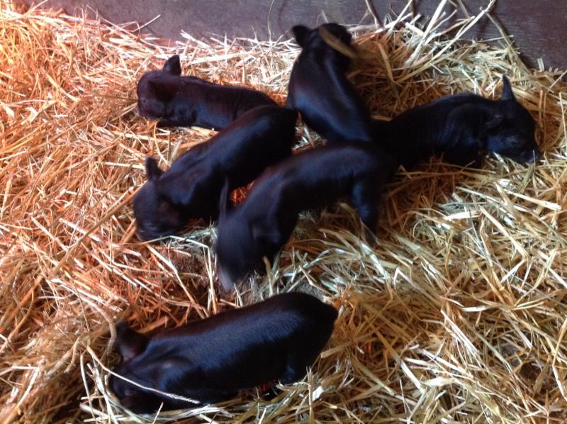 6 Guinea hog piglets