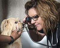 Train at Collin College Continuing Education to be a Certified Veterinary Assistant - Level 1