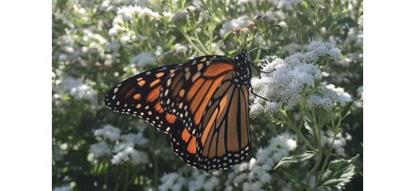 healing from Lyme disease