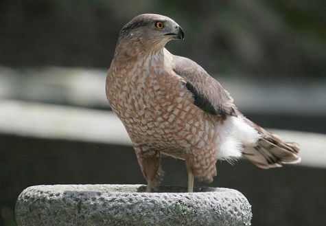 Cooper's Hawk
