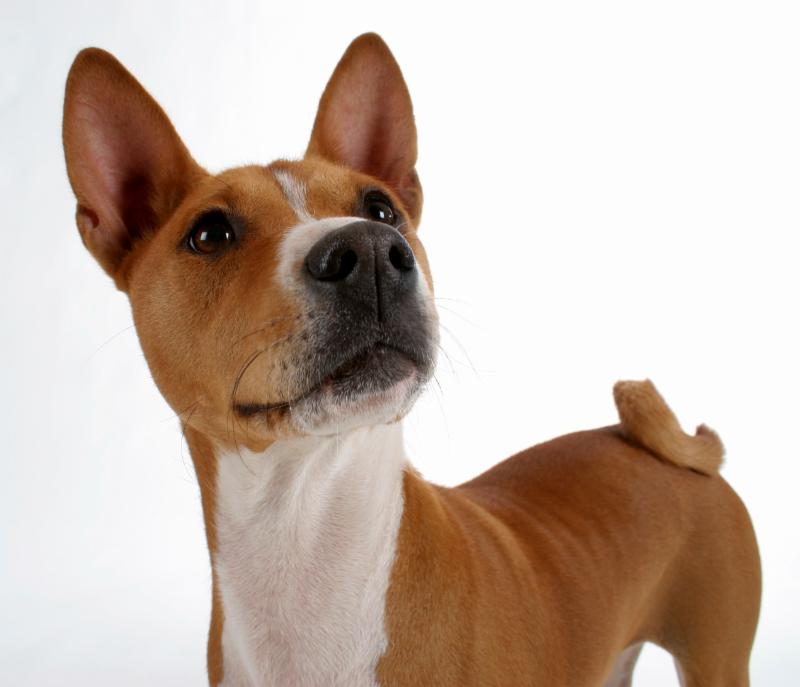 Basenji
