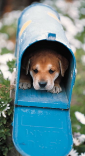 Puppy in mailbox
