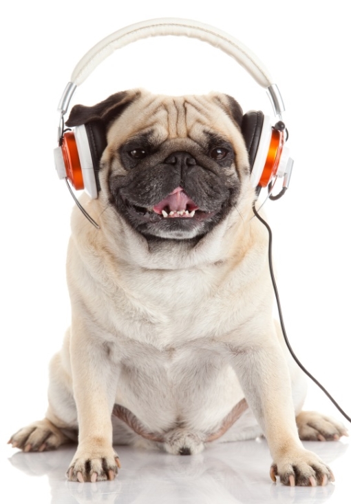 Pug wearing headphones