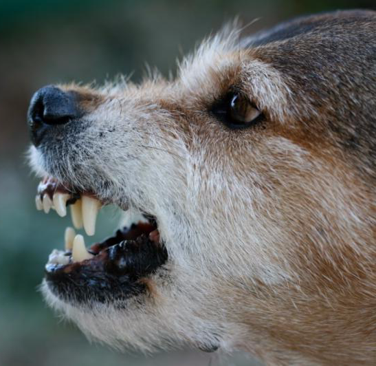 Snarling dog