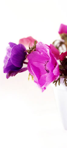 purple-flowers.jpg