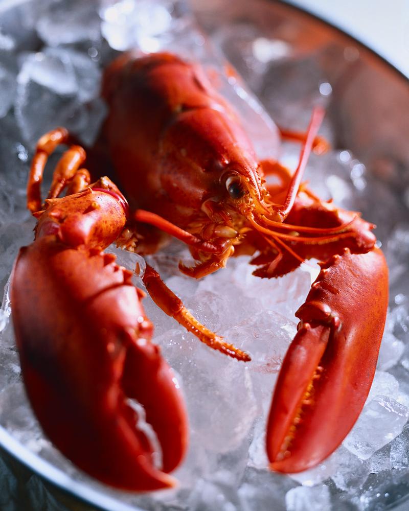 Lobster
