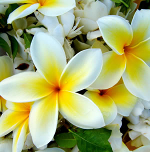 white-flower-assortment.jpg