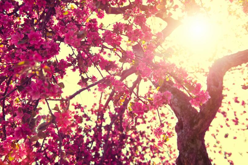Spring Nature background blooming tree over sunny sky. Spring Blossom. Apple Flowers. Sun flare. Vintage style toned
