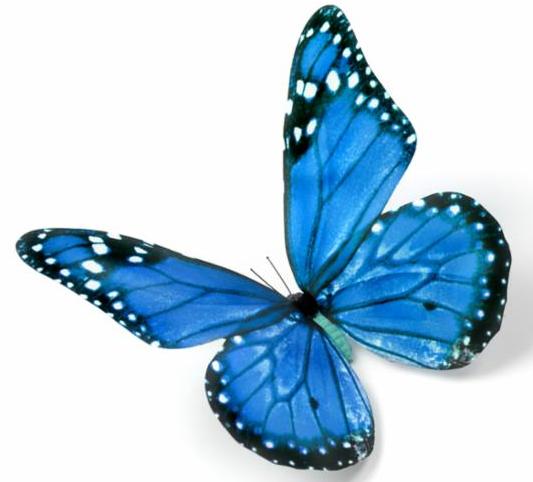 blue_butterfly_2.jpg