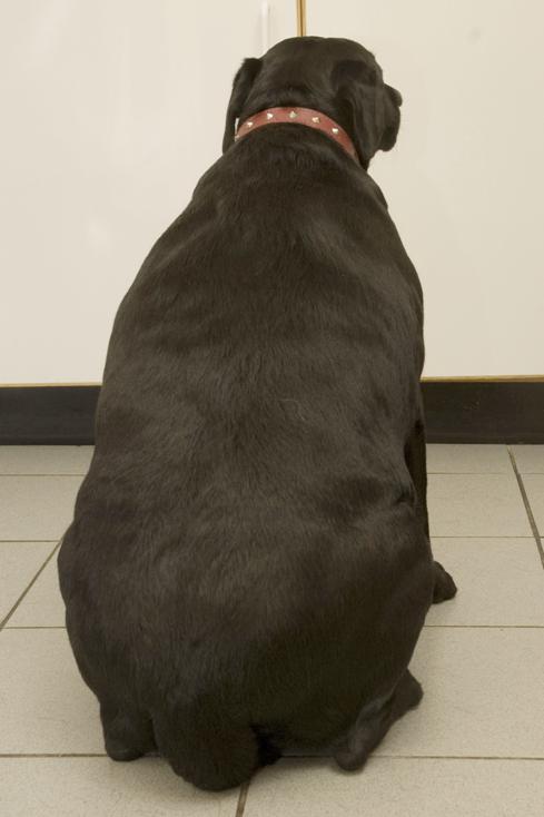 Overweight Dog