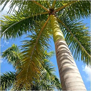 Palm Tree