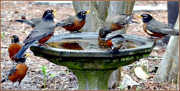 Robins at a Bird Bath