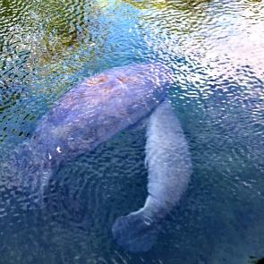 Manatees