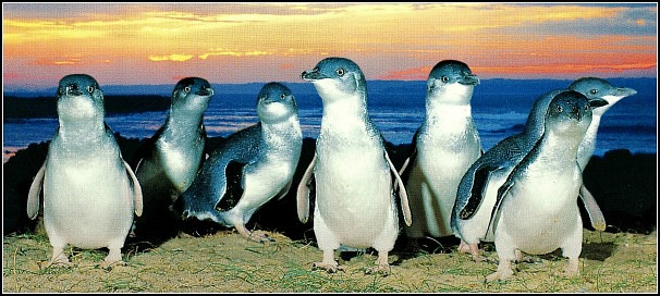 Little Penguins