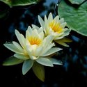 Confident waterlilies