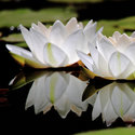 Waterlily reflections