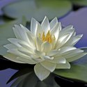 White waterlily