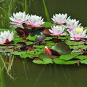 Group waterlilies