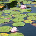 Pink Waterlilies