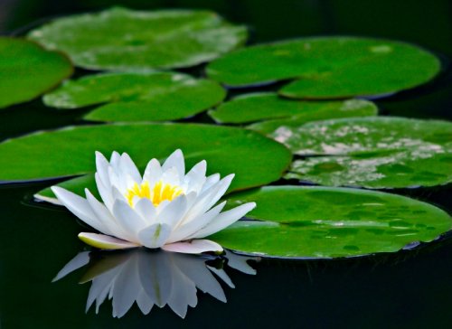 Blossoming waterlily