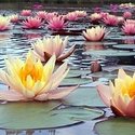 Crowd of waterlilies