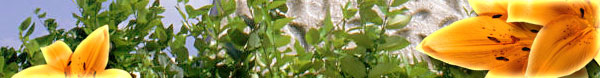 flower-leaves-banner.jpg
