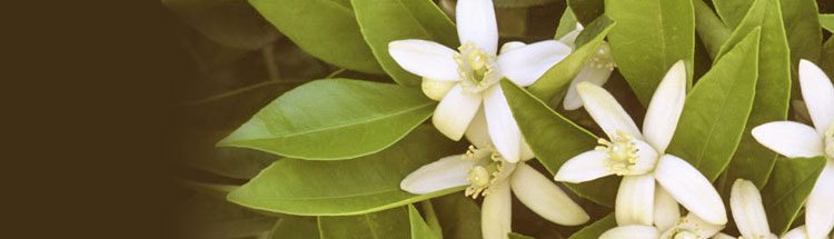 white-bush-header.jpg