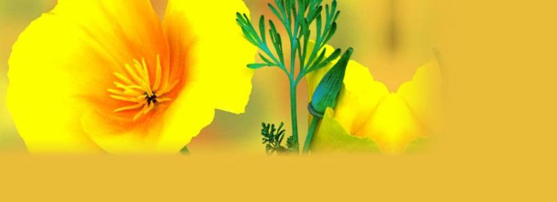 macro-yellow-flower.jpg